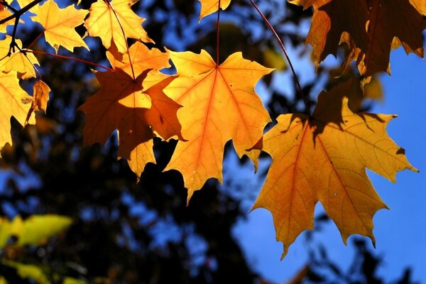 Feuilles d érable jaunes sur une branche