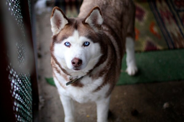 The devoted gaze of a blue-eyed dog