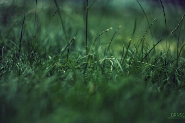 Morning dew on the green grass