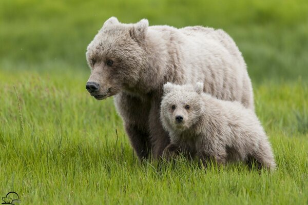 Bears down grass beauty