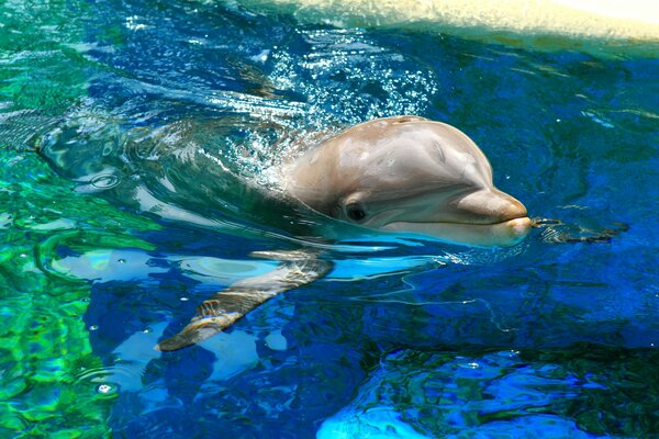 A dolphin emerging from the water