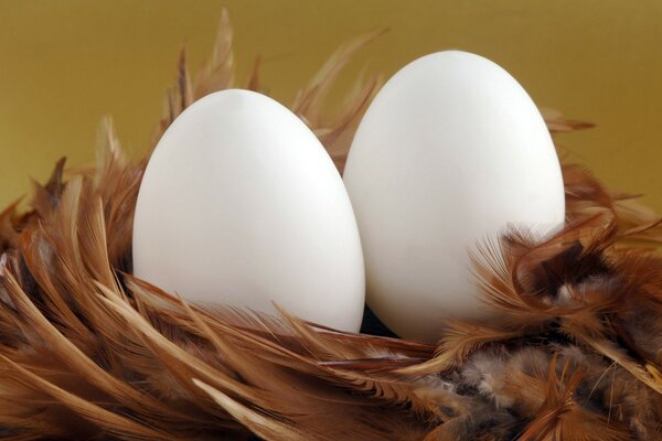 Two white eggs surrounded by feathers