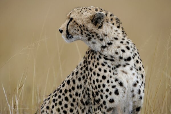 Ein Gepard, der mitten auf einem Feld sitzt