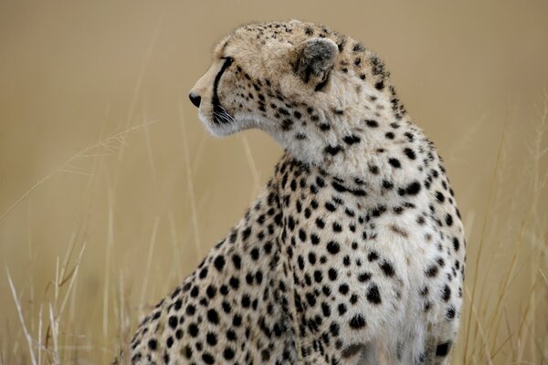 Gepard siedzący na środku pola