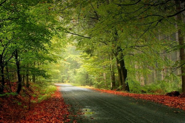 A road in an autumn forest with green trees