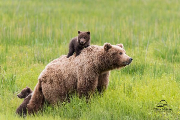 El oso con los niños salió a jugar y buscar comida