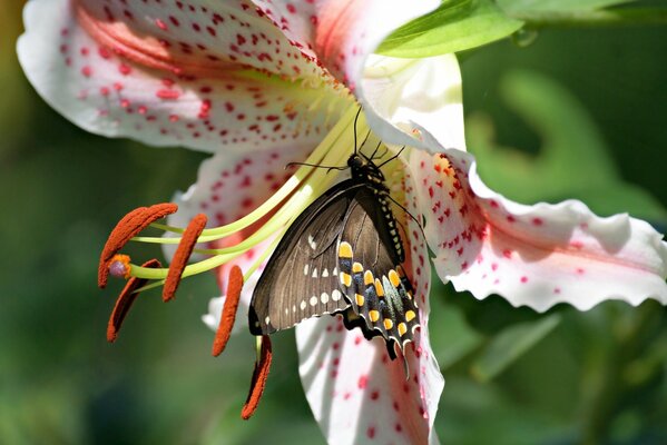 Mariposa en una flor de lirio abierta