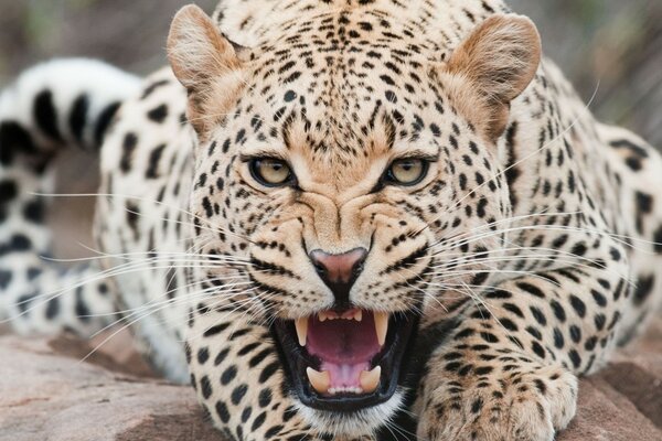 Magnificent leopard close-up