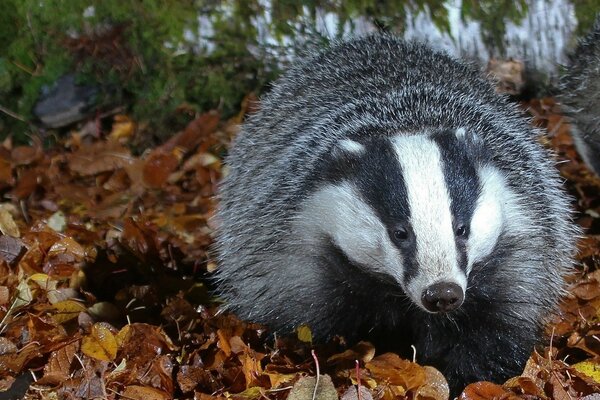 Lush badger among autumn leaves