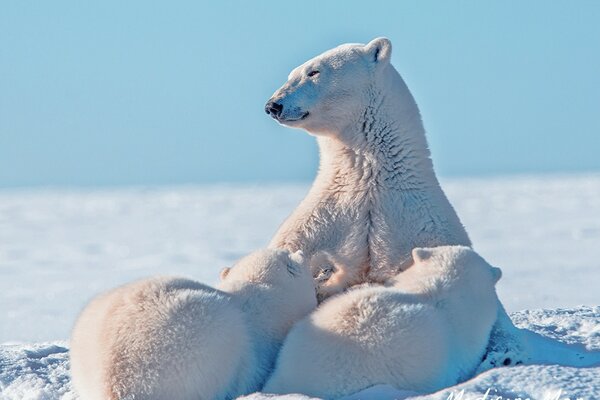 Photos of a polar bear with two cubs