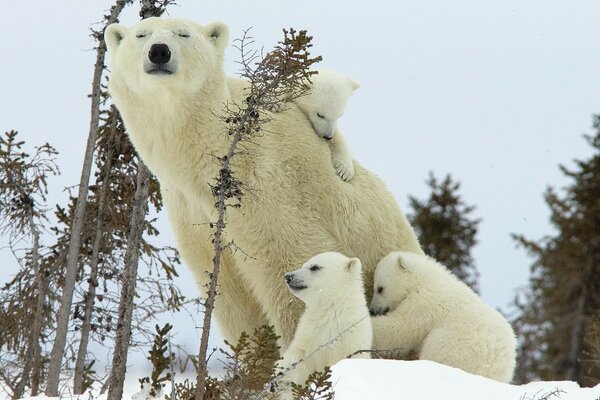 Maman ours polaire avec de petits oursons