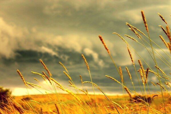 Colosso giallo in un campo enorme