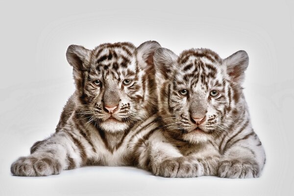 Un par de tigres inusuales. Gato montés