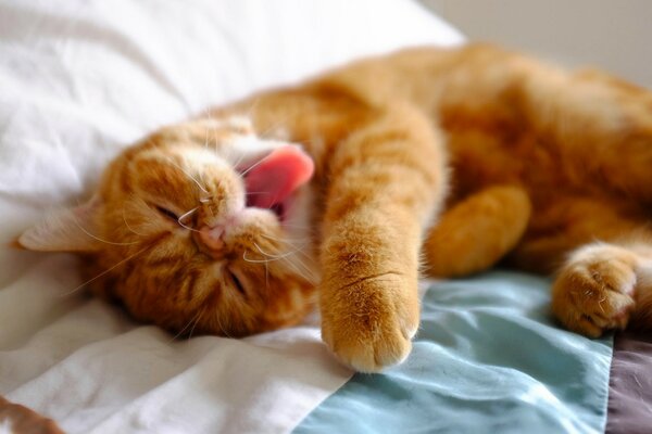Rudy kot leży na łóżku i ziewa