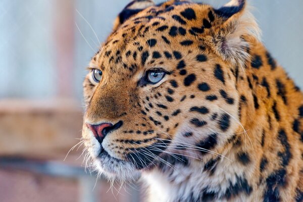 The head of a blue-eyed leopard