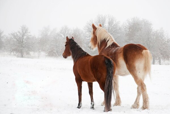 Zwei anmutige Pferde im Schnee