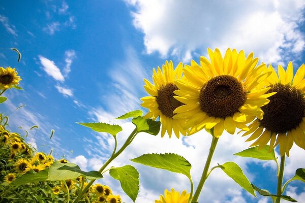 Campo de girasoles brillantes, nubes blancas