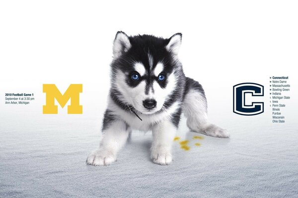 Blue-eyed husky puppy on a white background