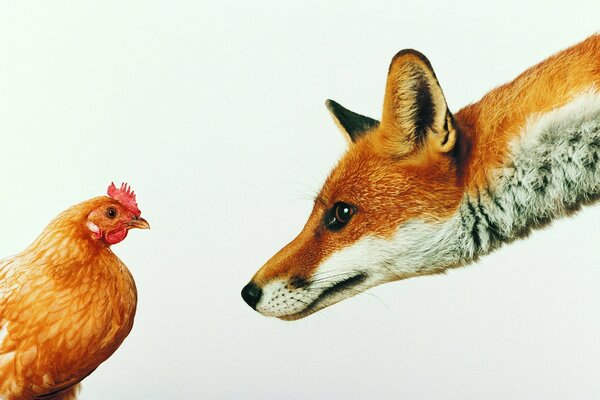 The sly fox and the red hen
