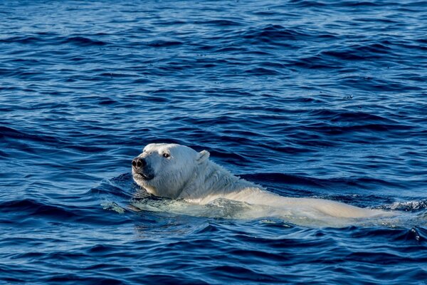 Ours polaire flottant dans l océan