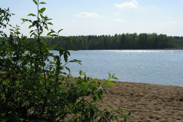 Bush by the lake on the sand against the background of the forest