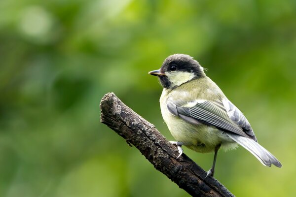 Tit está de pie en una rama sobre un fondo verde