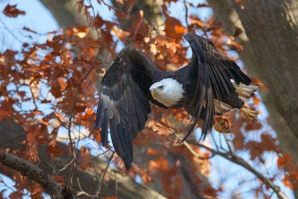 Oiseau de proie sur fond d arbre d automne