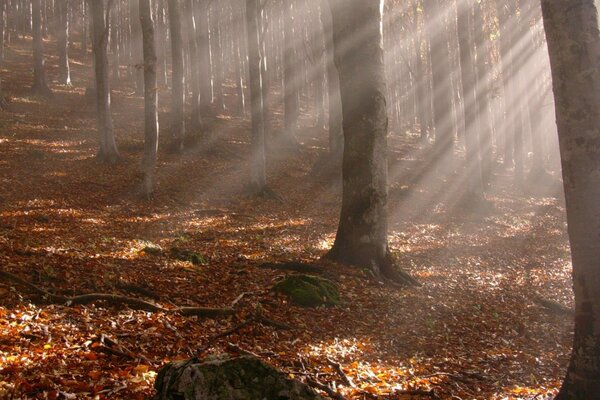 Herbstwald mit gefallenen Blättern