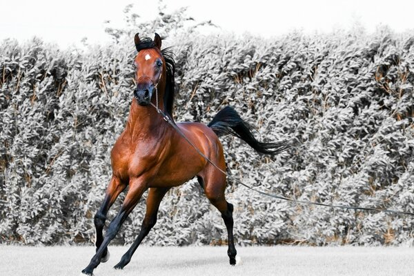A graceful horse against the background of frosty bushes