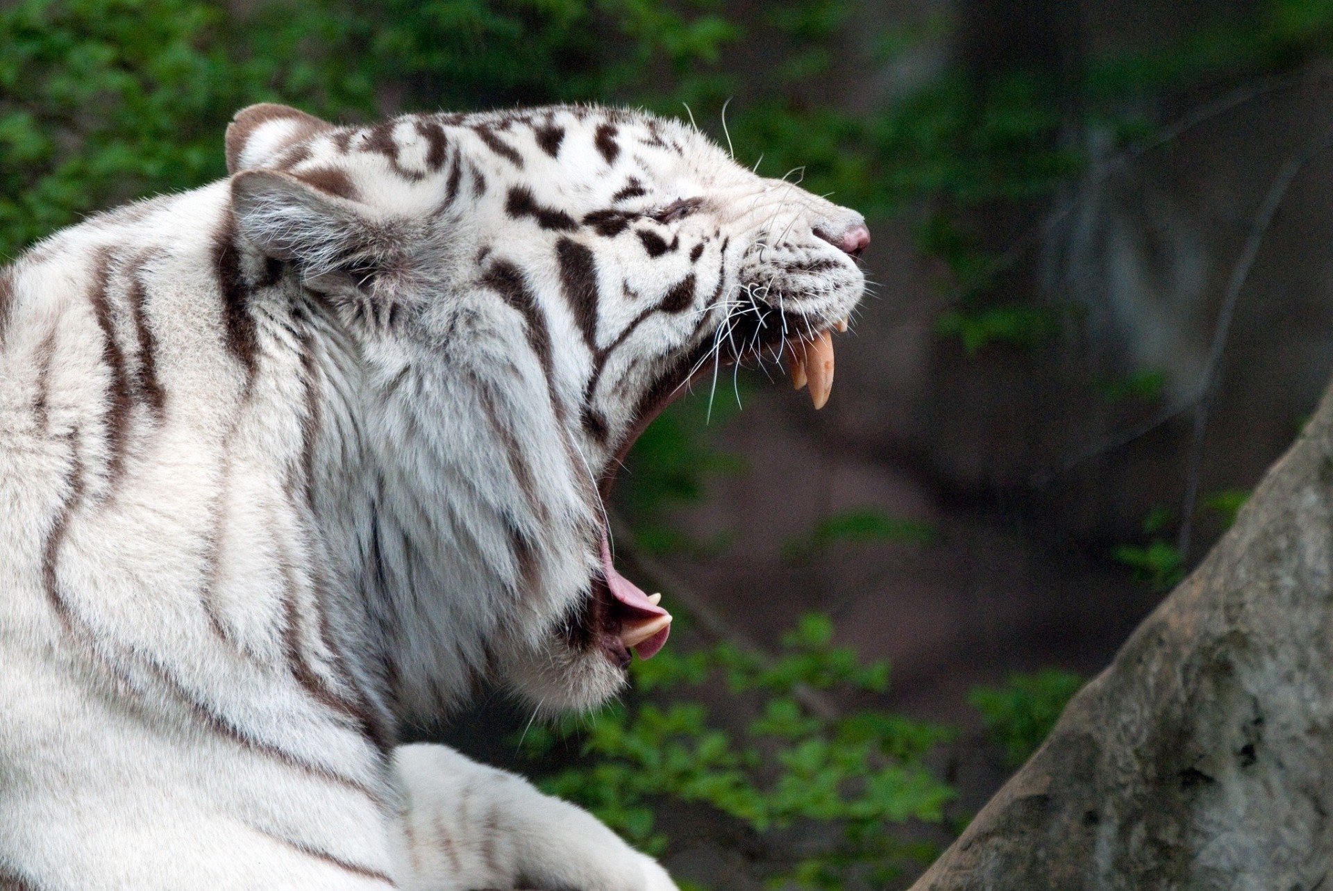 tigre bouche crocs chat sauvage bâillements