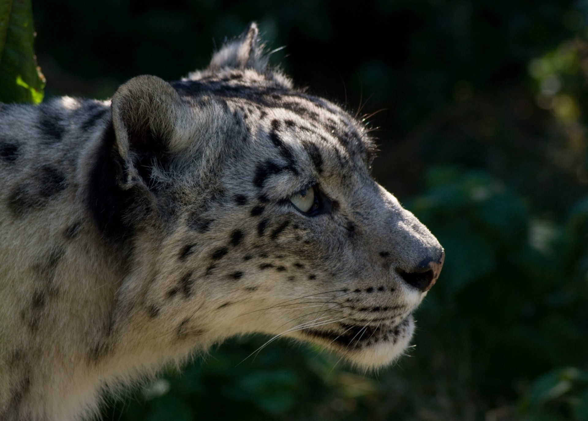 wildkatze tier zähne leopard