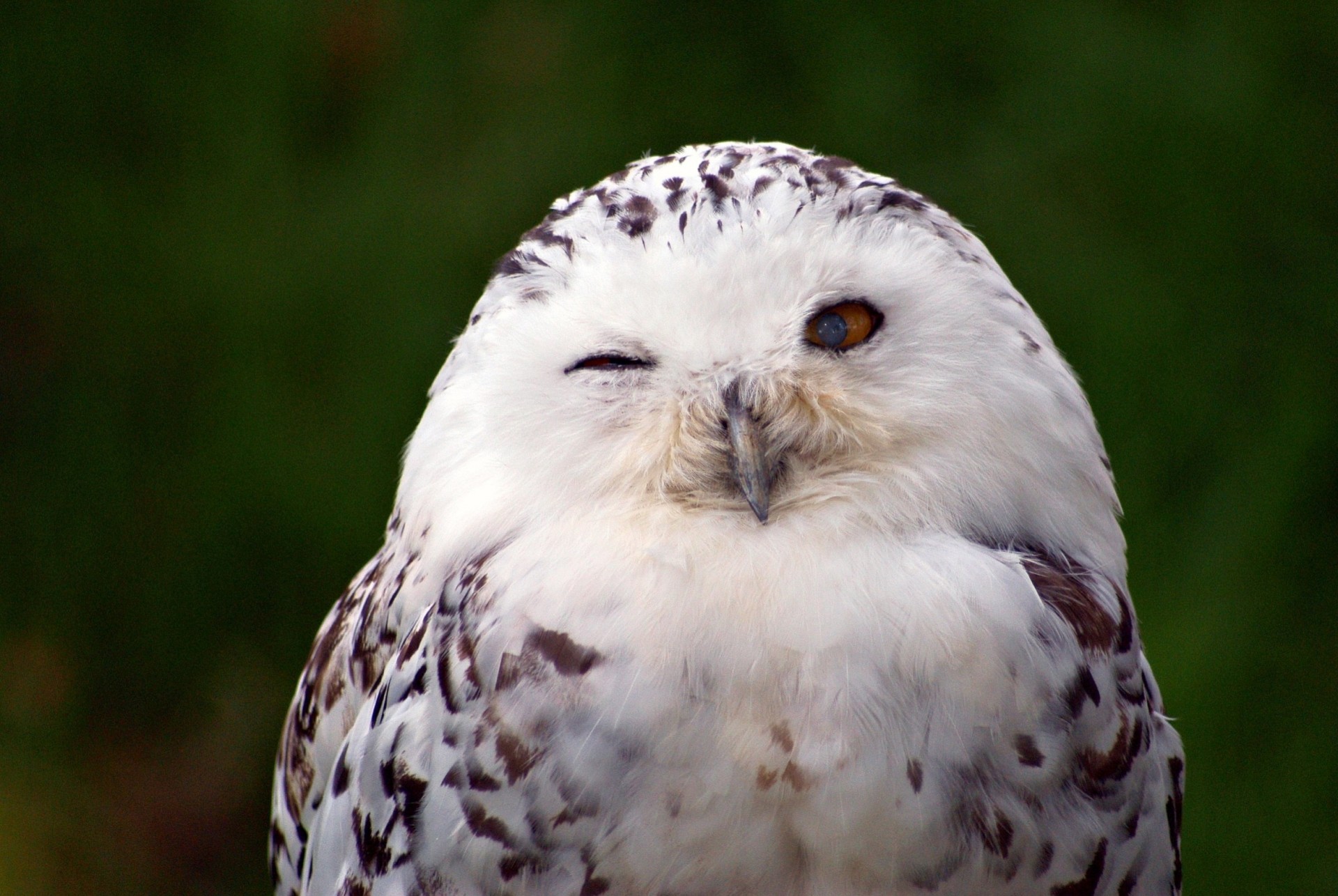 hibou hibou blanc