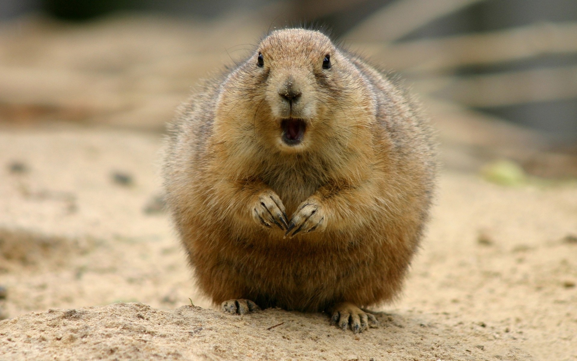 gopher situazioni