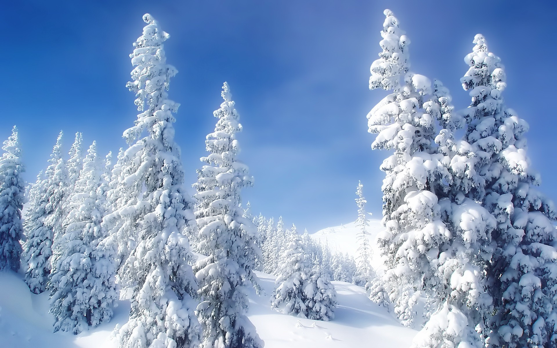 invierno nieve frío árboles de navidad