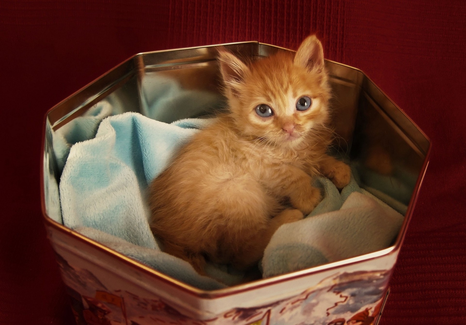 chat se trouve vue rousse