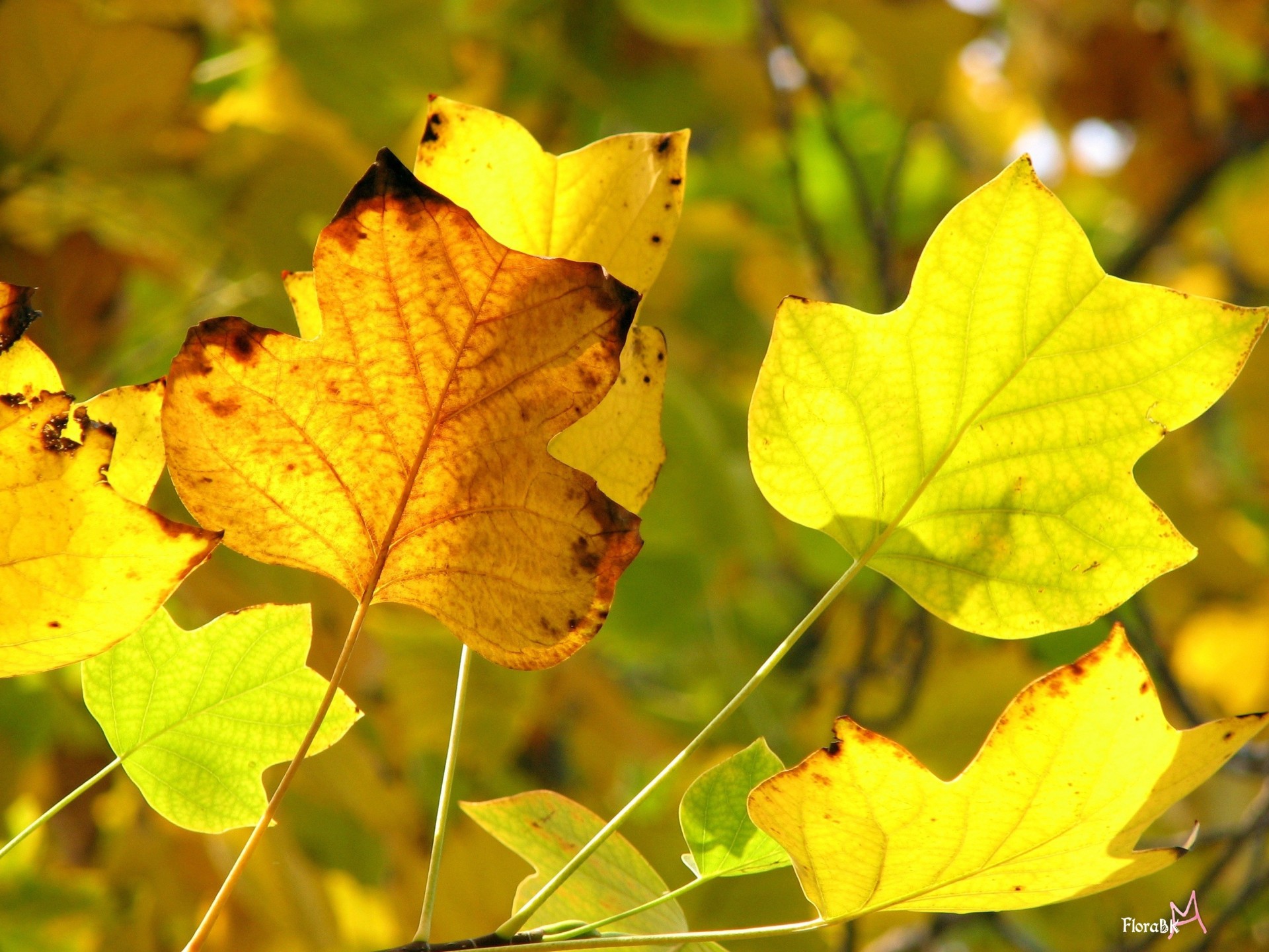 autunno giallo foglie gialle primo piano