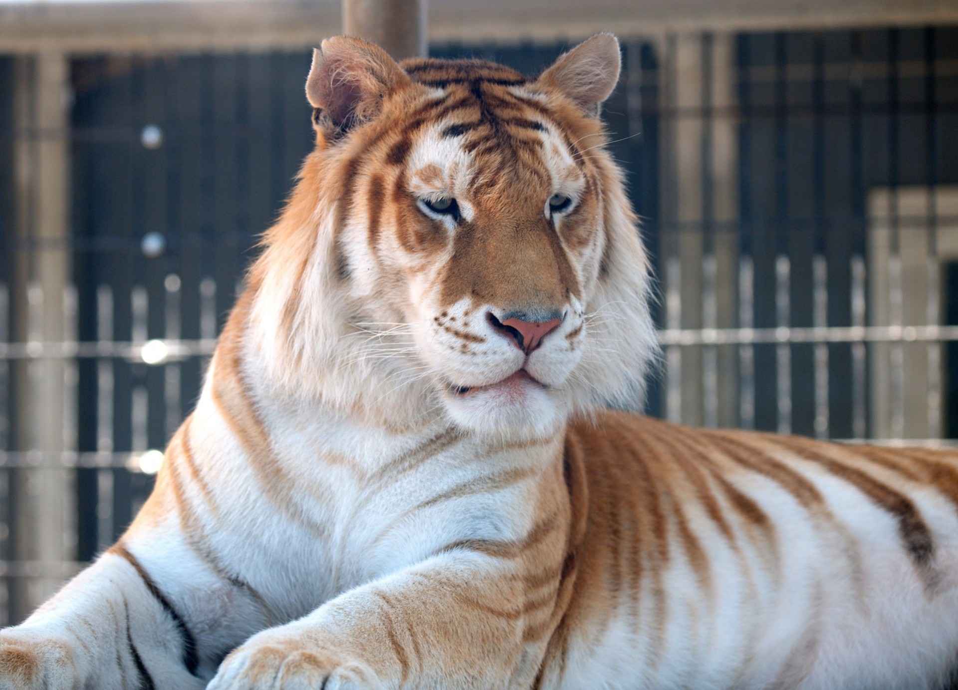 golden tiger wild cat tiger