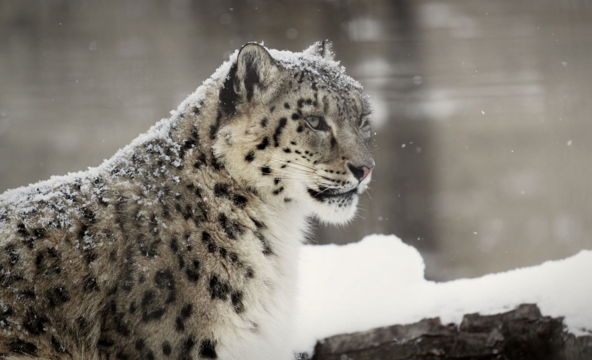 gato salvaje bestia leopardo