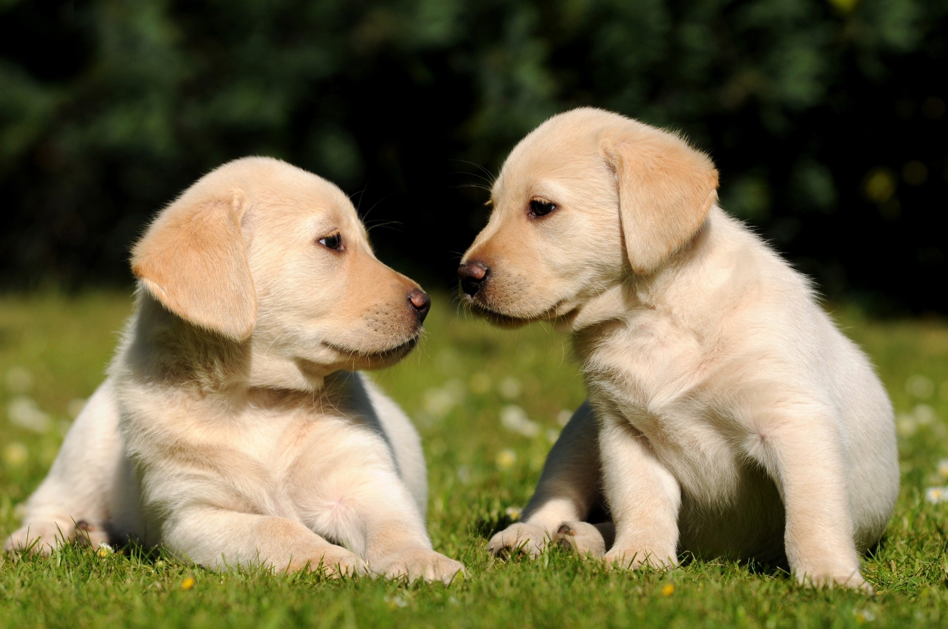 frères herbe chiots