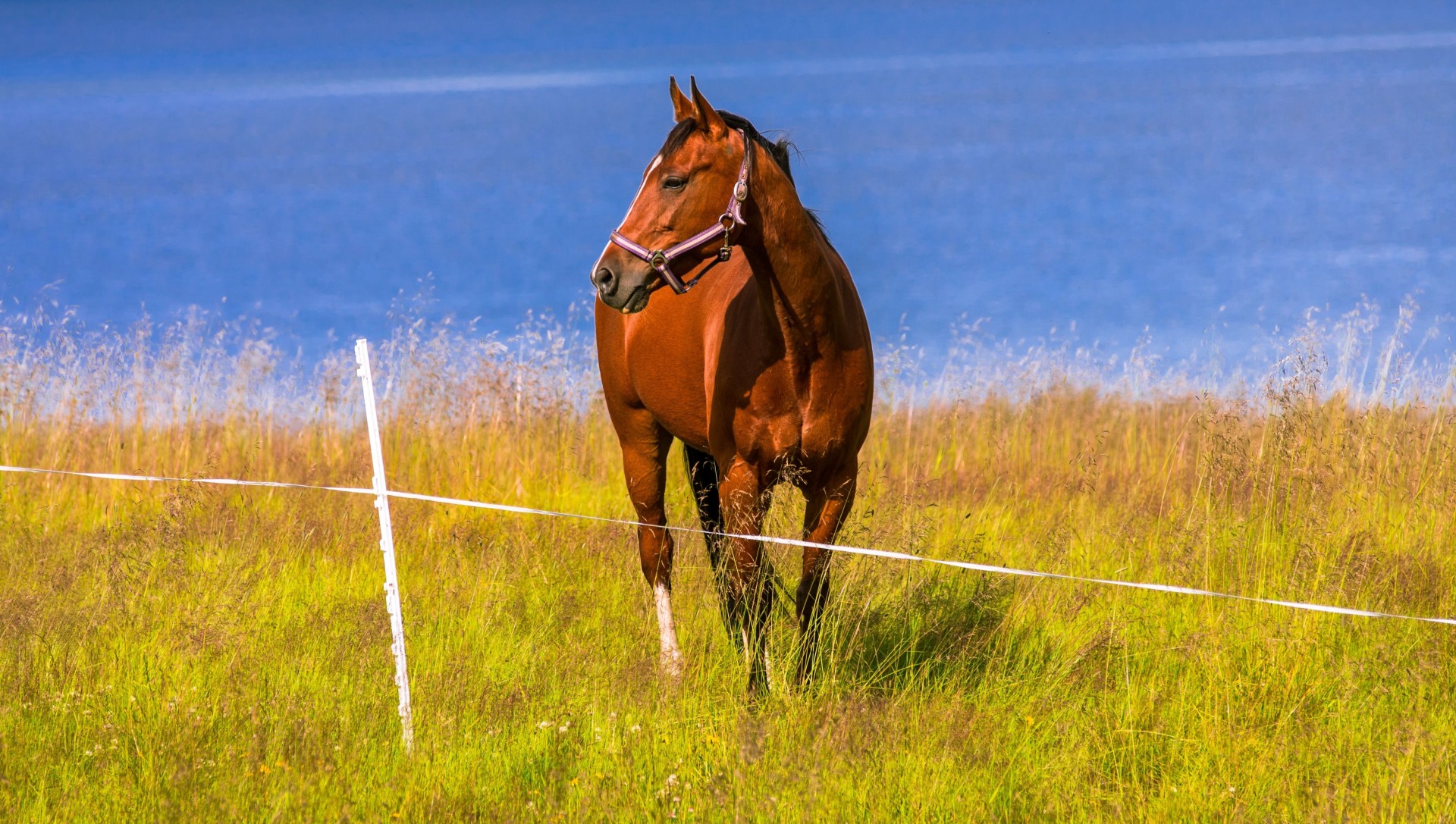 cheval rivière