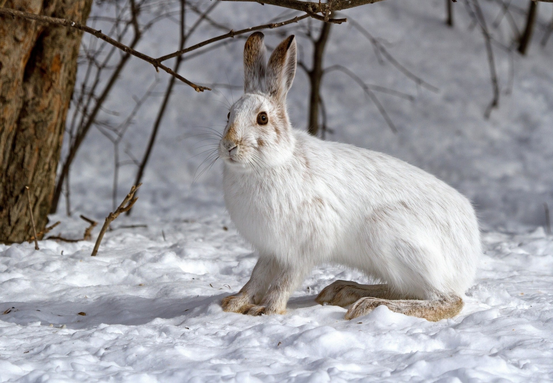 winter schnee hase