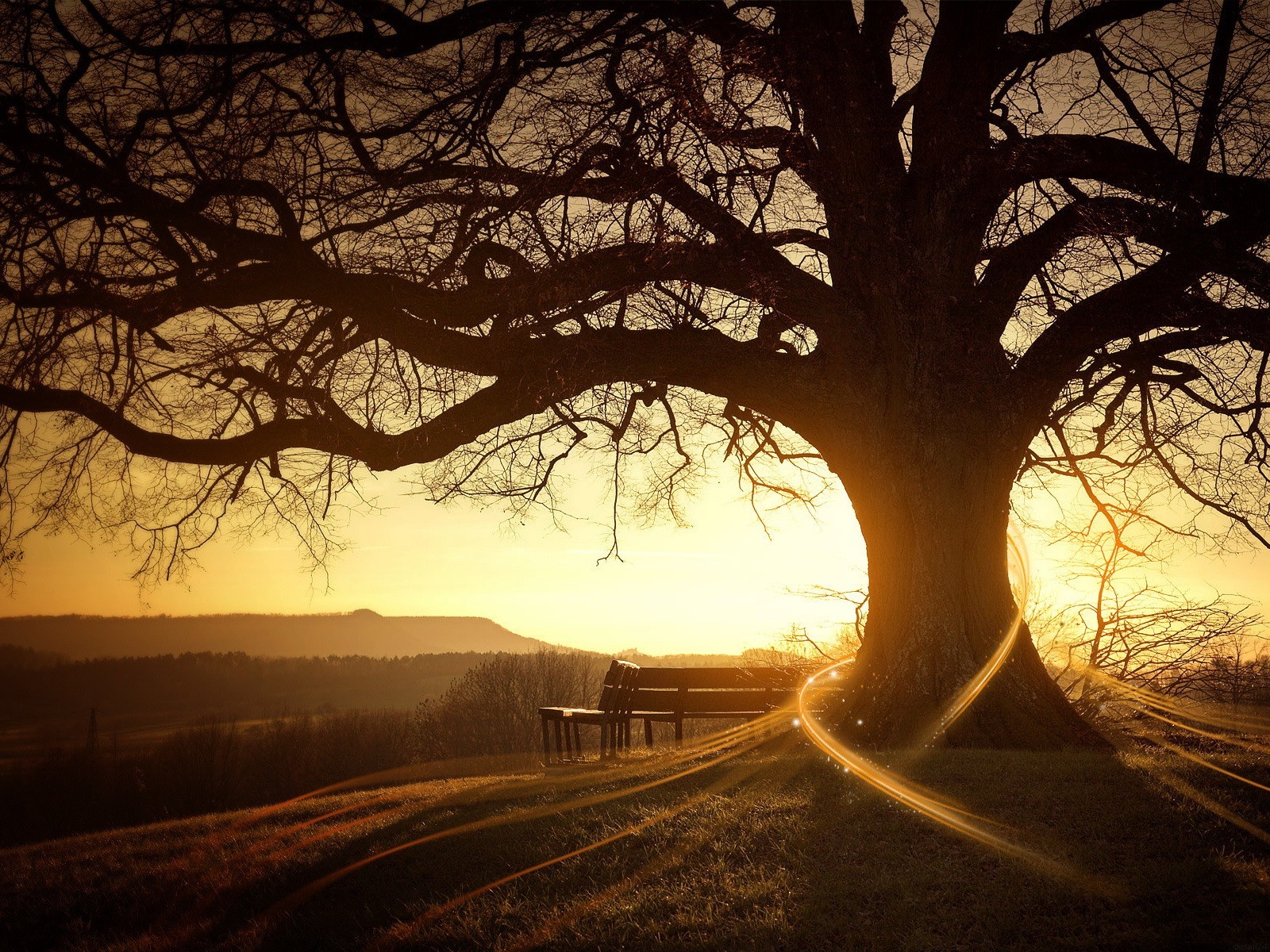 amanecer árbol sol