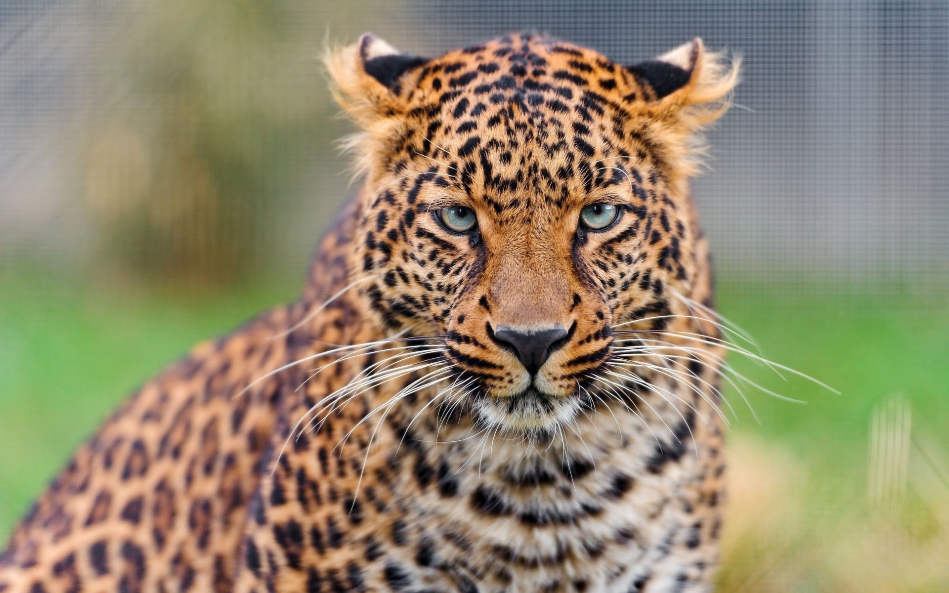 leopard predator cat