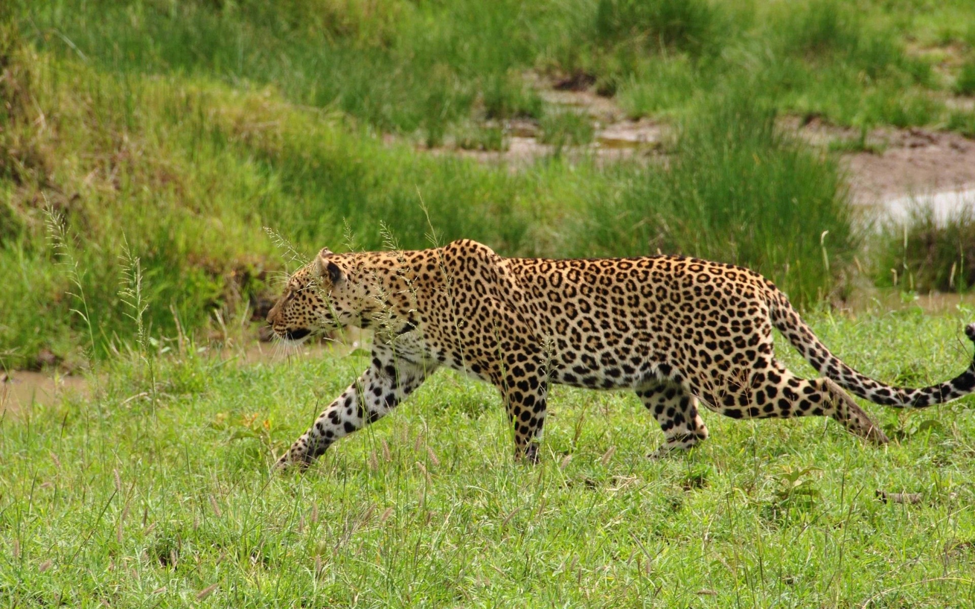 afrika safari leopard katze foto tier groß wild