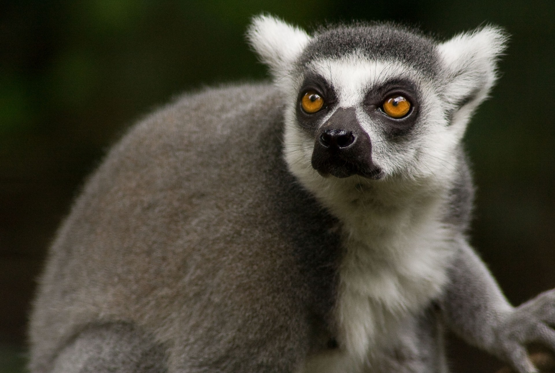 dientes especie lémur animales