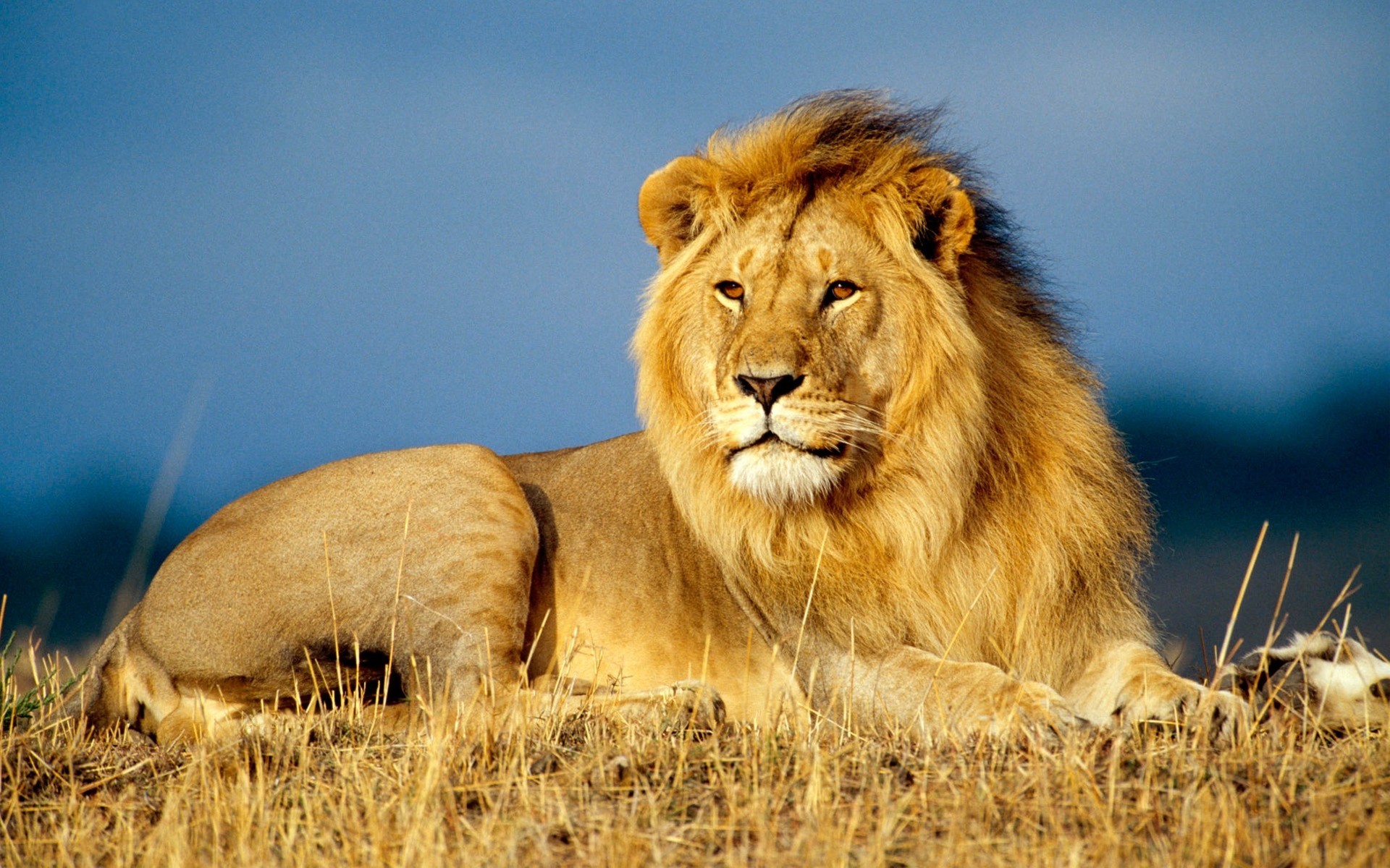 africa giace re degli animali leone criniera