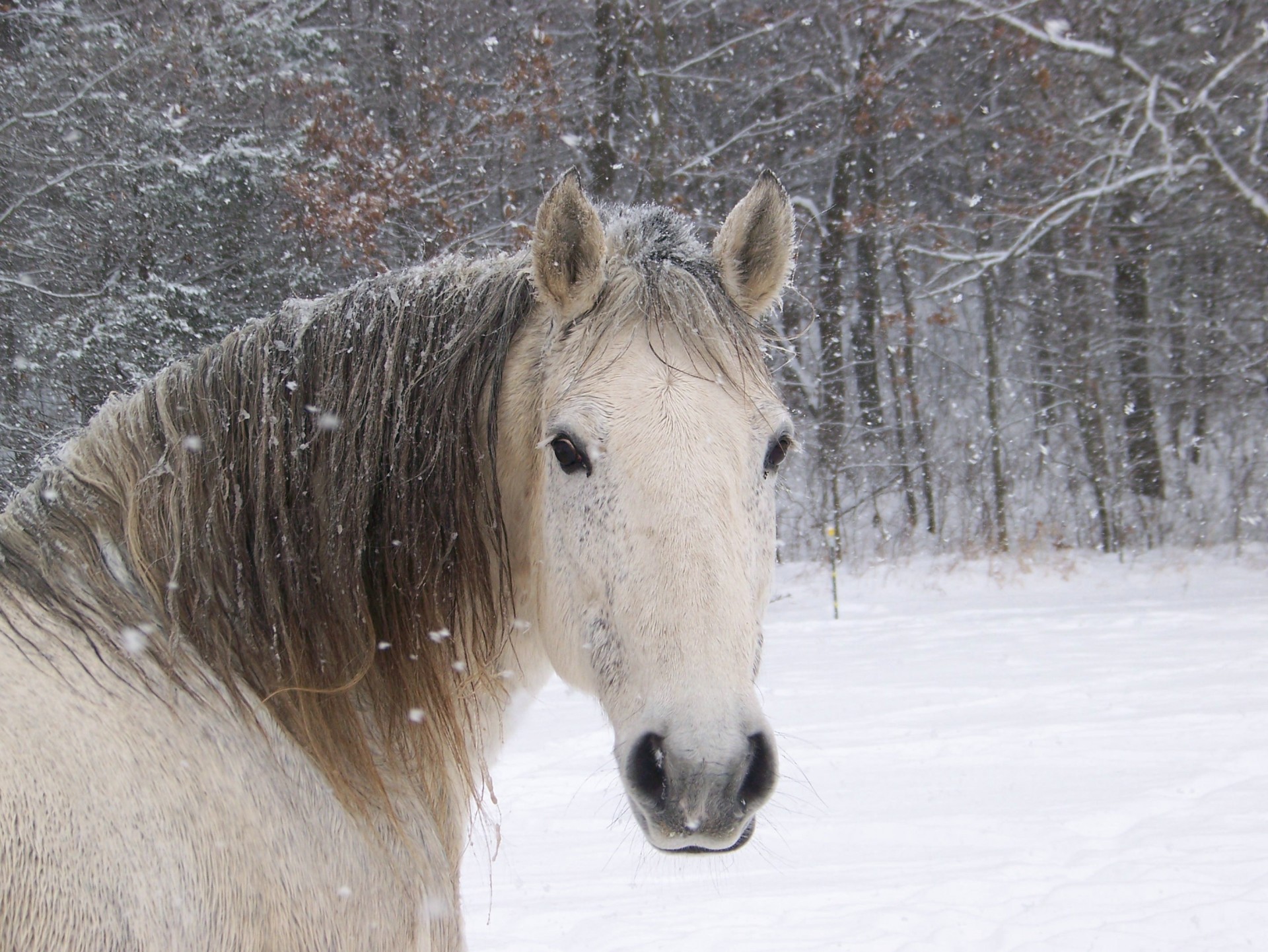 forest winter horse snow