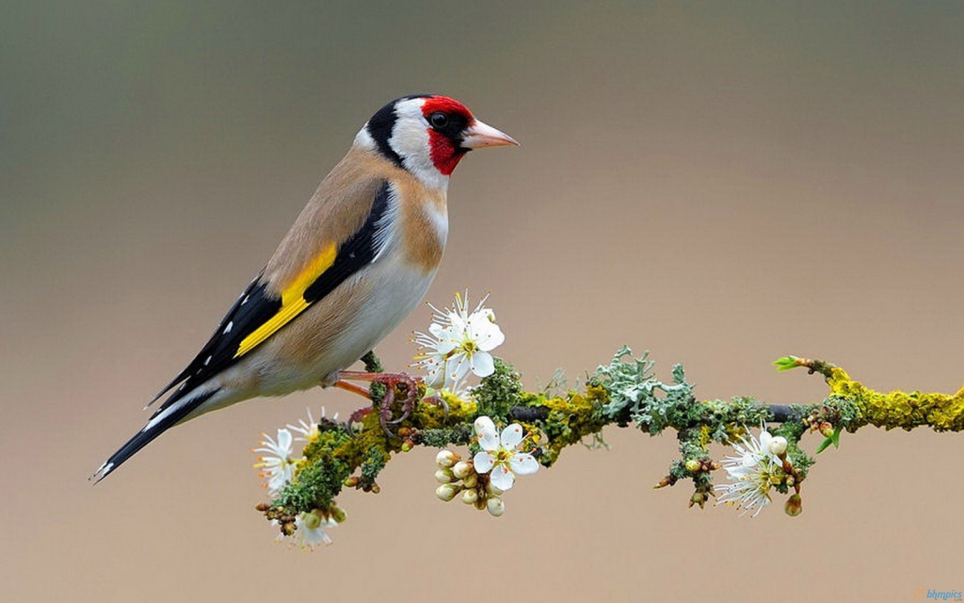 birds goldfinch branch