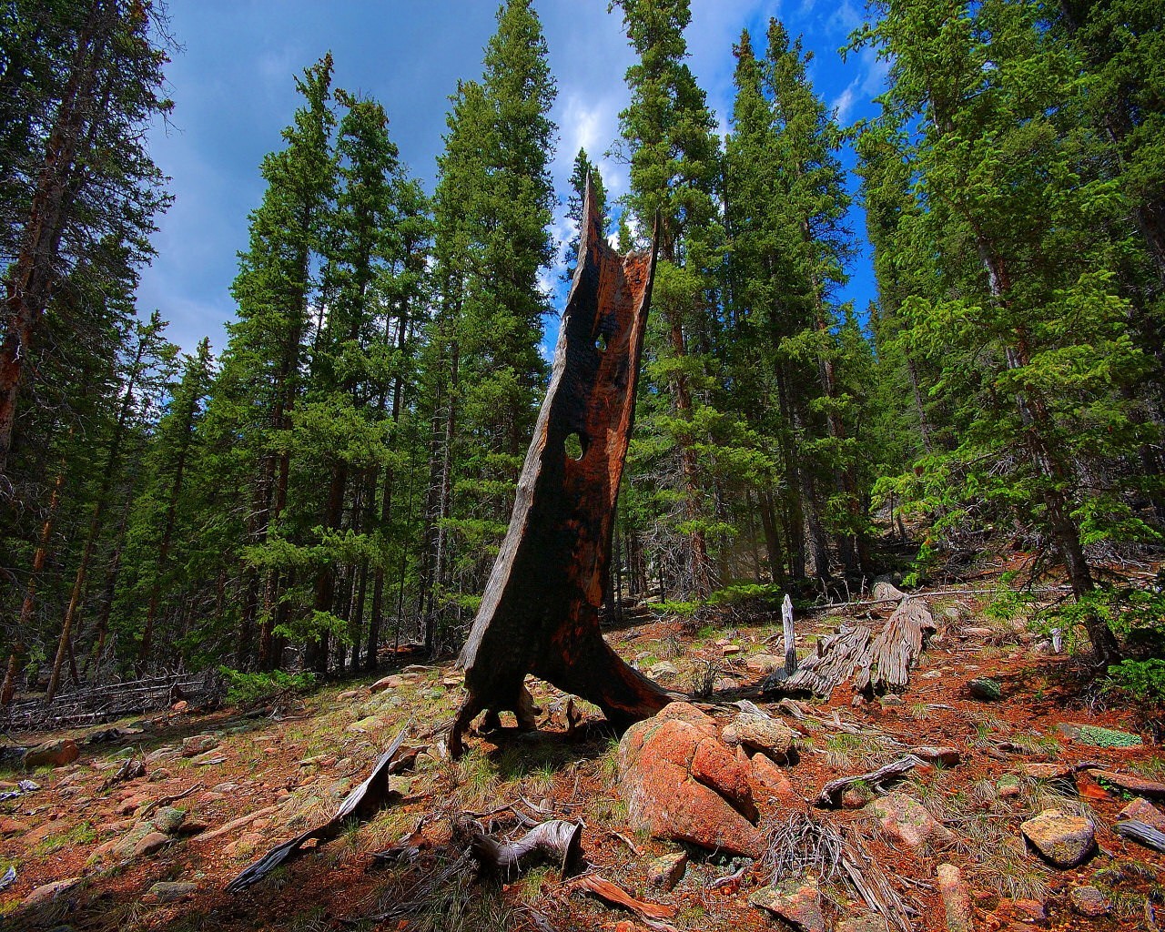 paysage forêt bois pierre