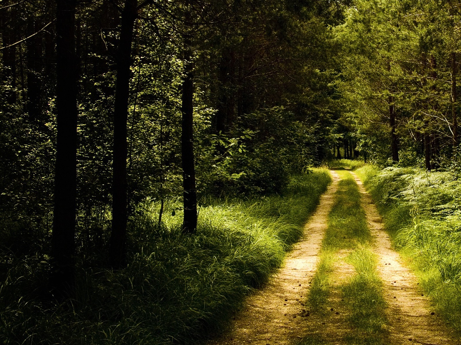 route forêt sentier